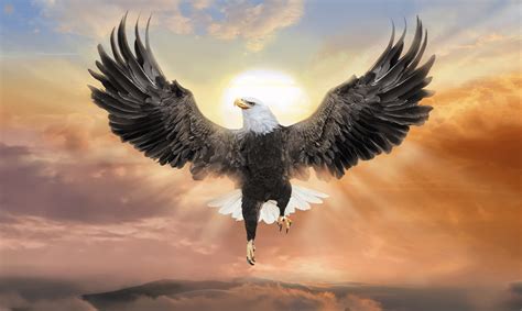  Eagles’ Wings - A Story of Courage, Sacrifice and Unexpected Friendship?