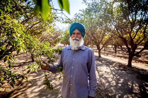  Oggar Singh: The Curious Case of a Punjabi Farmer and His Talking Mango Tree? Exploring Themes of Greed, Generosity, and the Unexpected Blessings of Nature